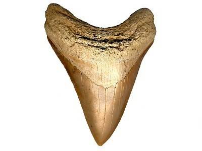 Shark Tooth Fossil